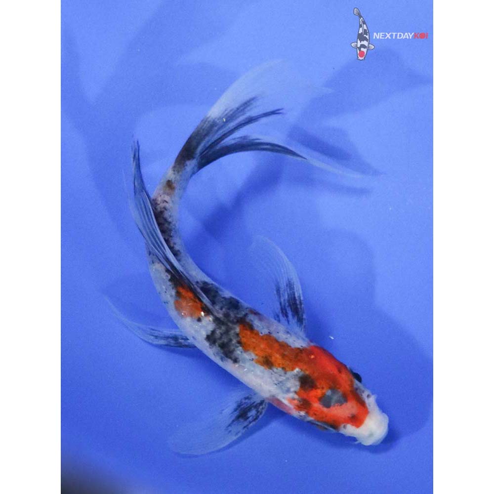 4.5” Imported Sanke Butterfly Koi