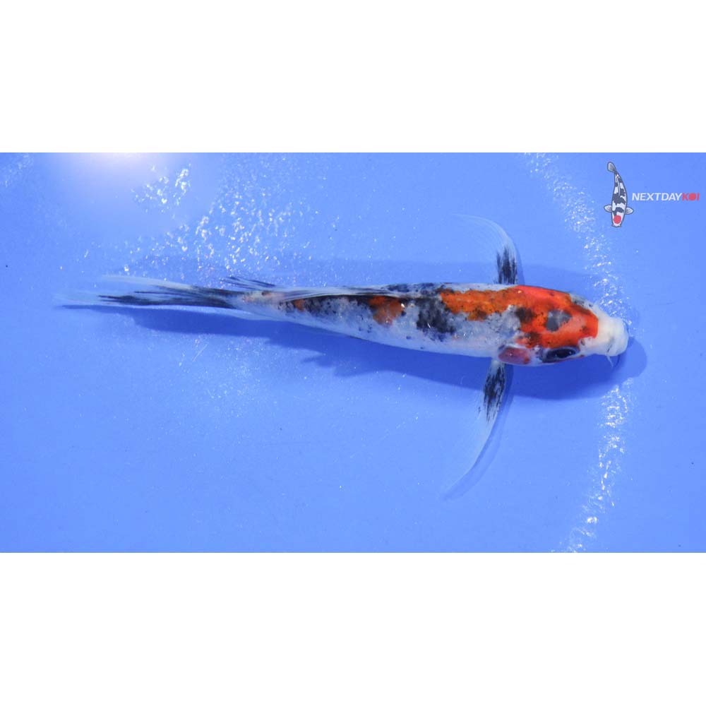 4.5” Imported Sanke Butterfly Koi