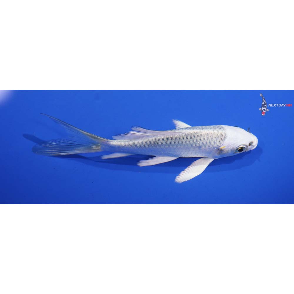 4.5” Imported Gin Matsuba Butterfly Koi