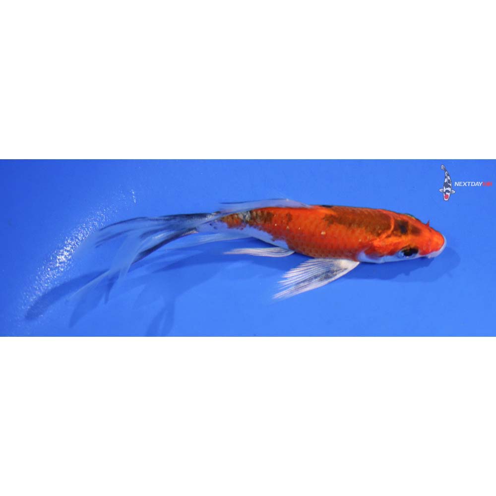 4” Imported Yamato Nishiki Butterfly Koi