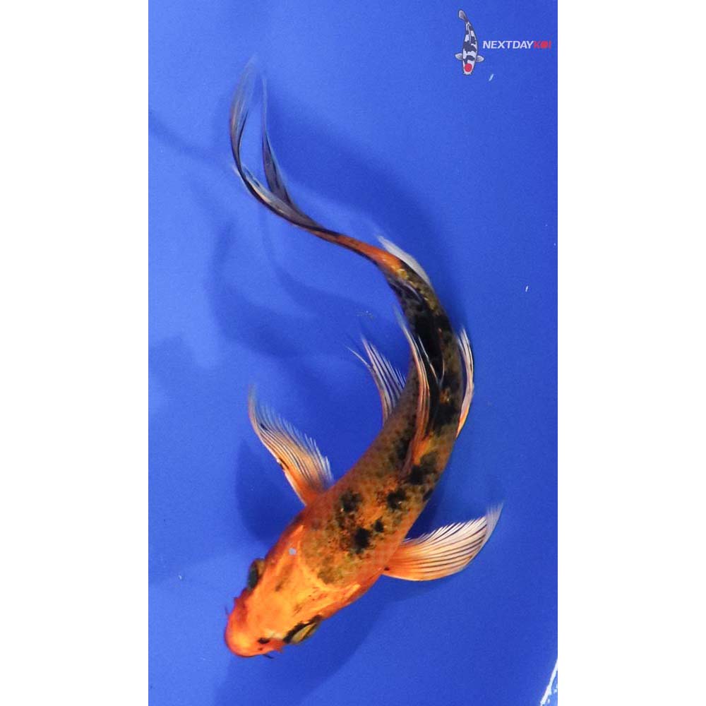 5” Imported Kin Aka Bekko Butterfly Koi