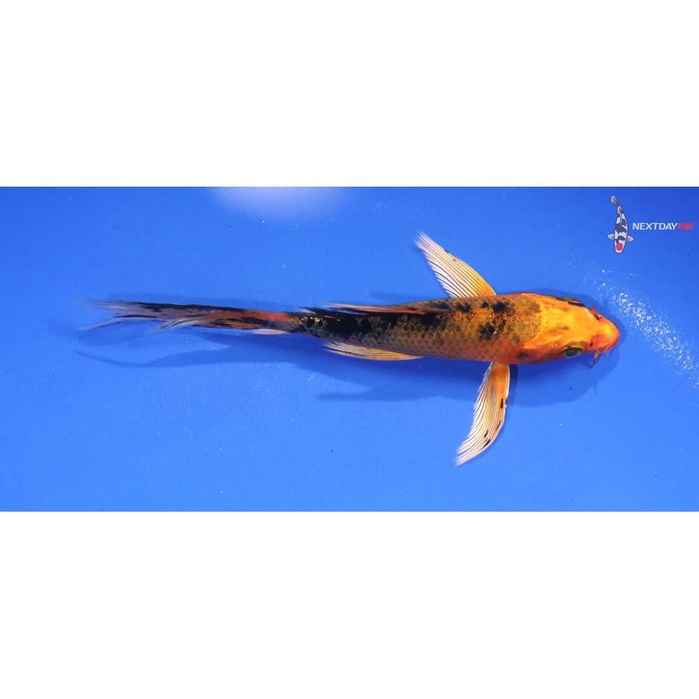 5” Imported Kin Aka Bekko Butterfly Koi