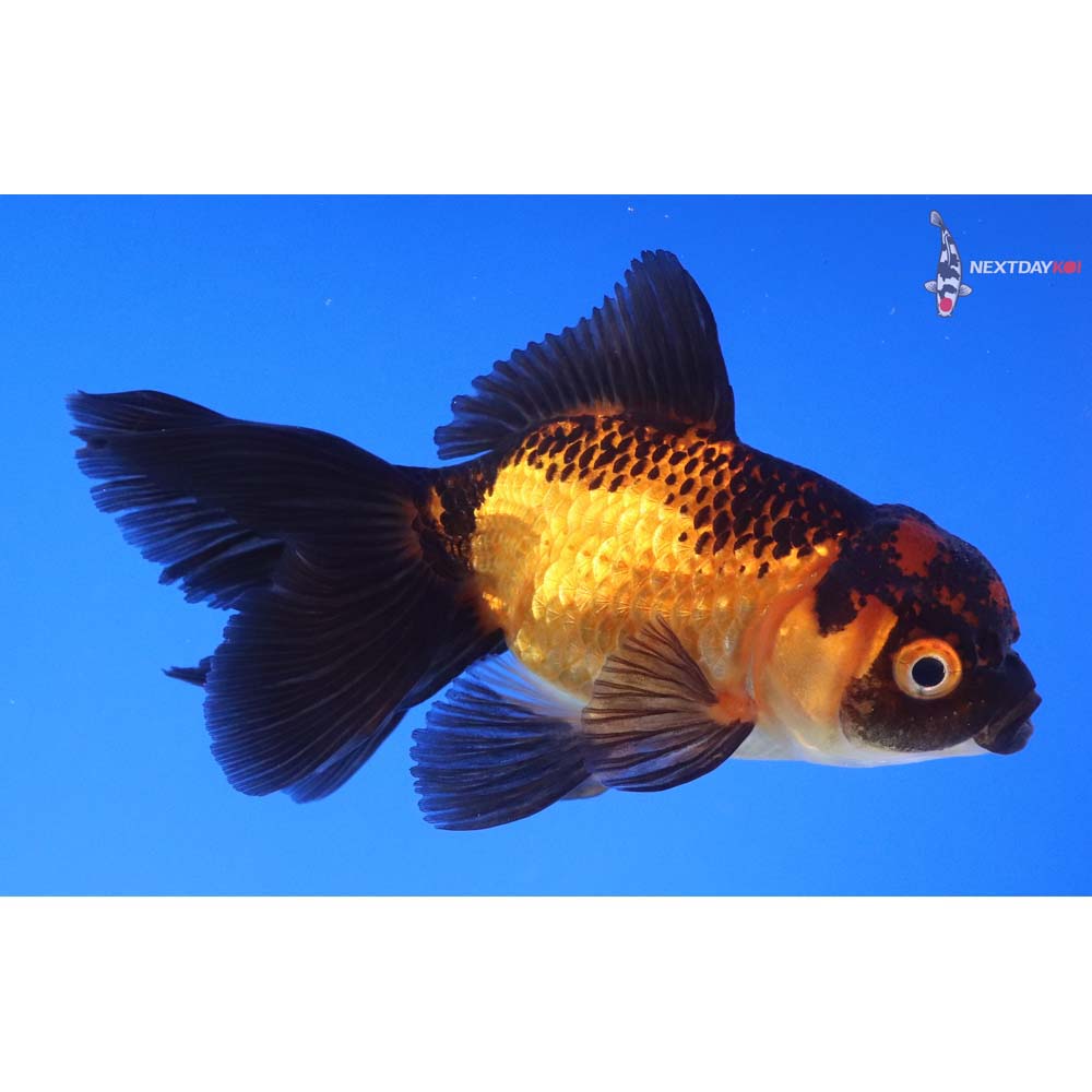 4” Imported Red and Black Oranda