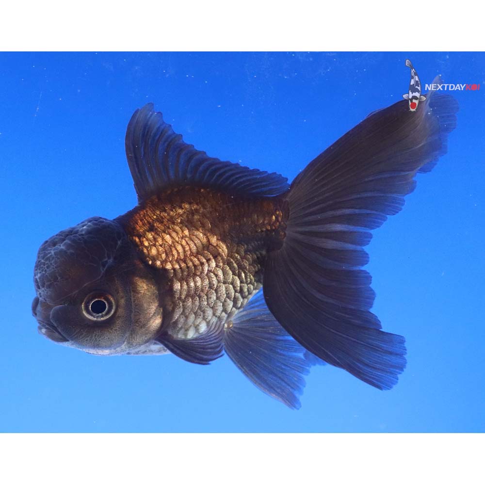 4” Imported Bronze Oranda