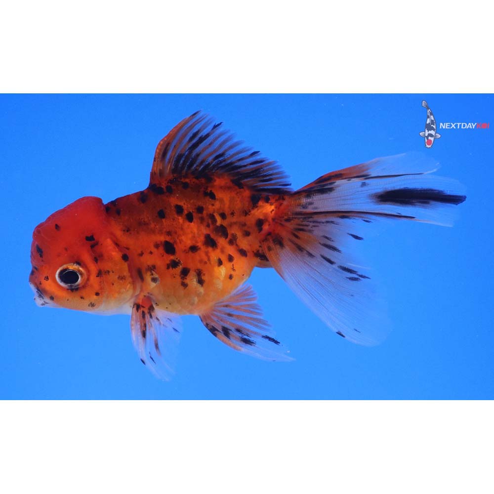 3.5” Imported Calico Oranda