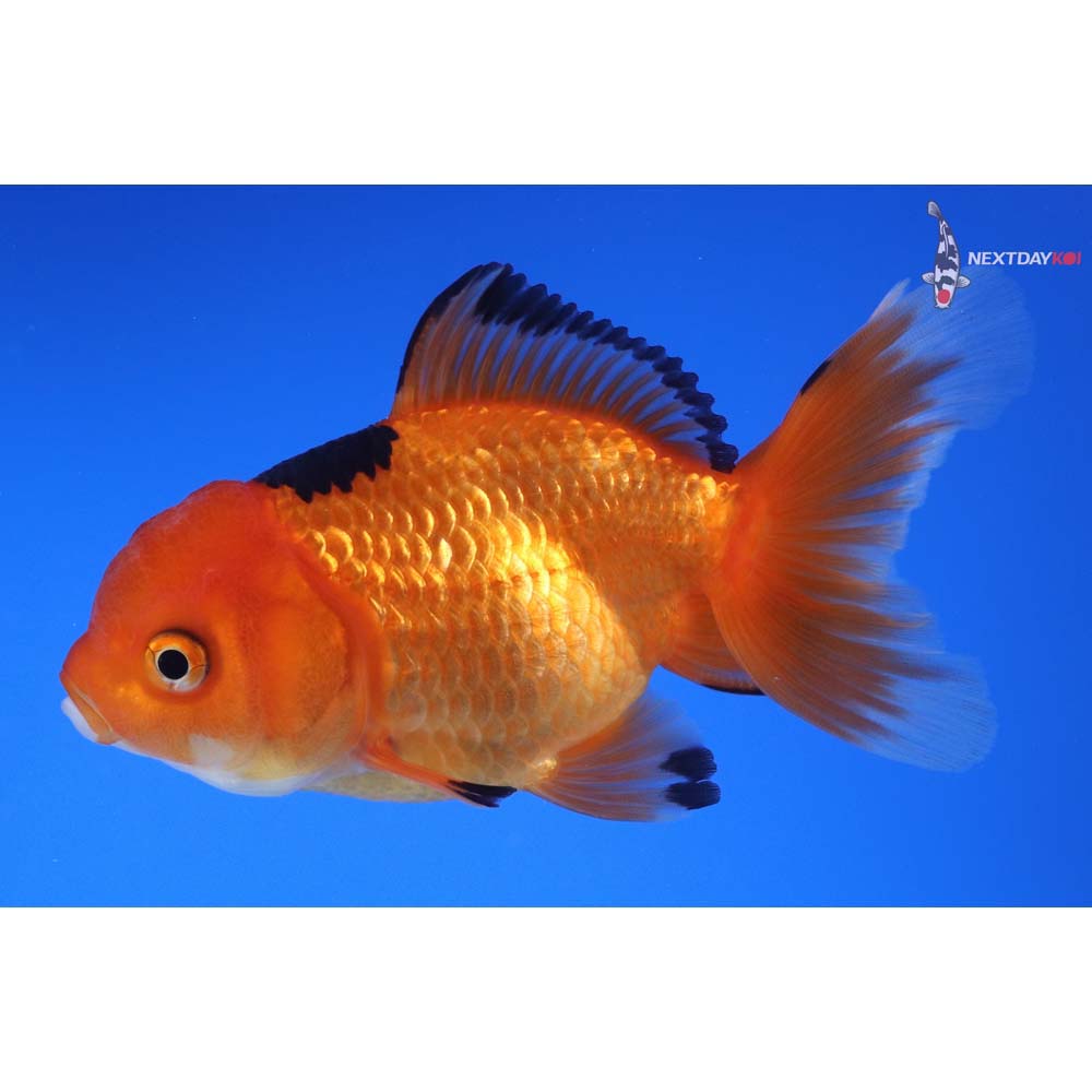 4” Imported Red and Black Oranda