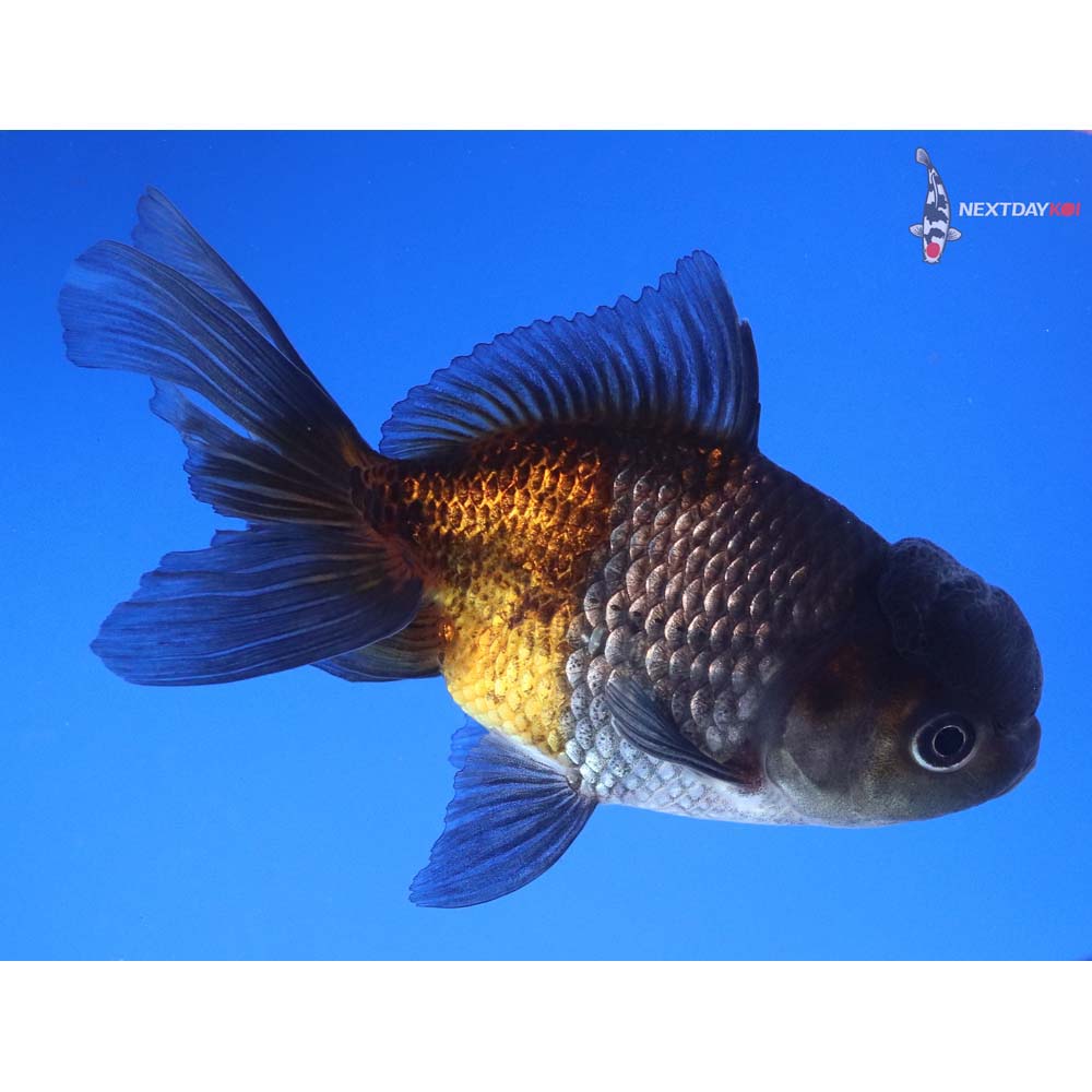 4.5” Imported Blue Oranda