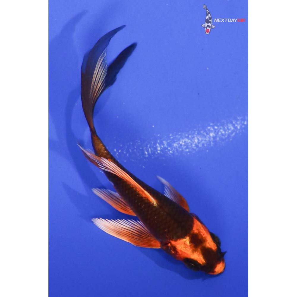 3” Imported Orenji Matsuba Butterfly Koi