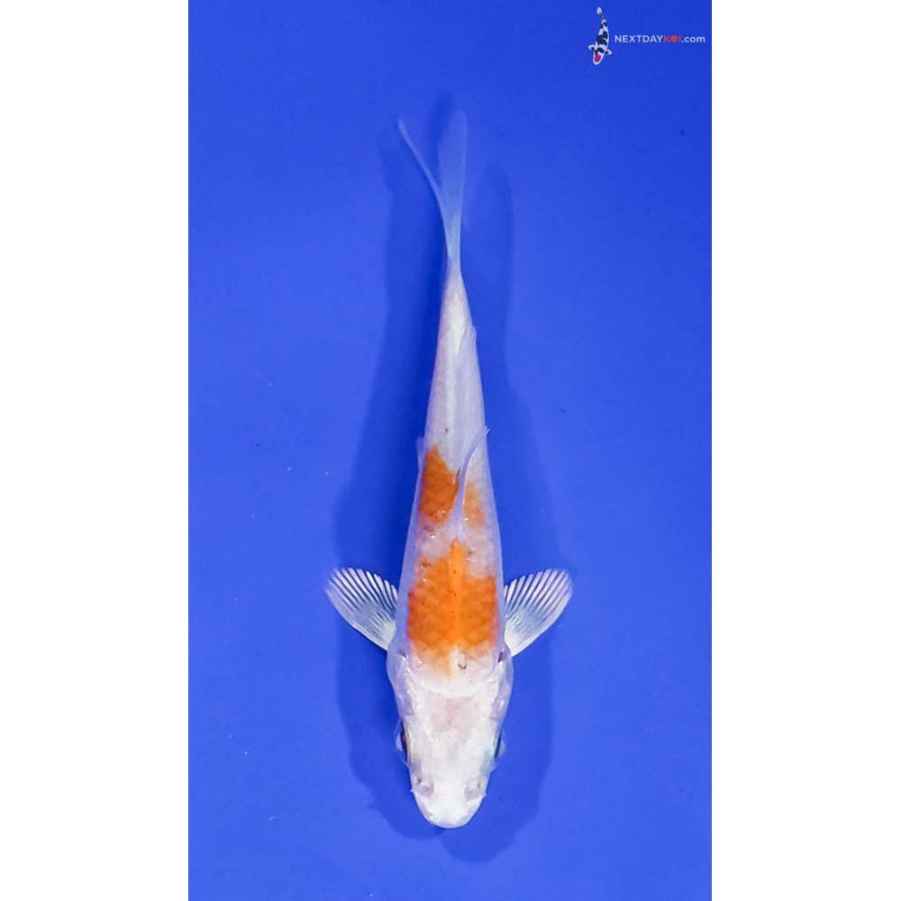3” Imported Hariwake