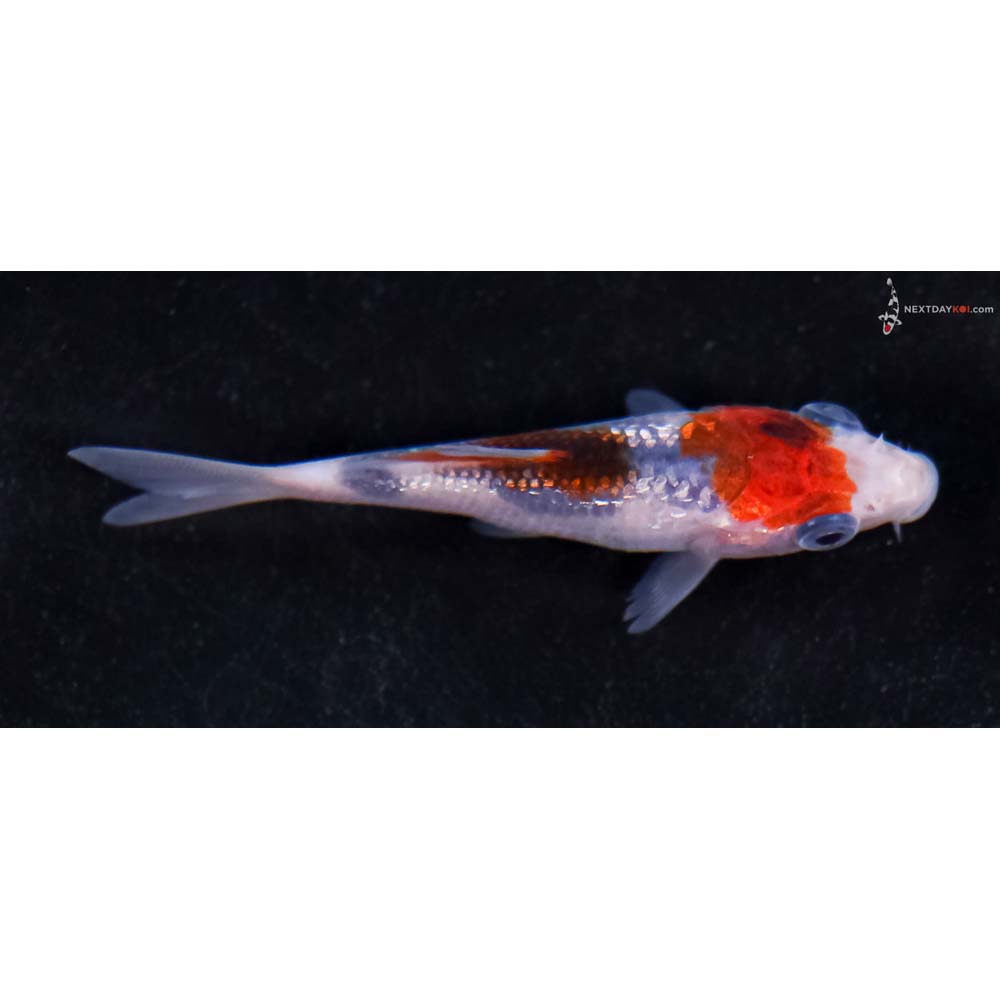 3” Imported Gin Rin Goromo