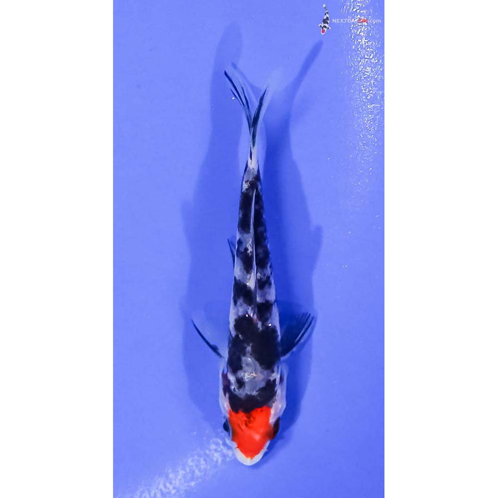 3.5” Imported Sanke