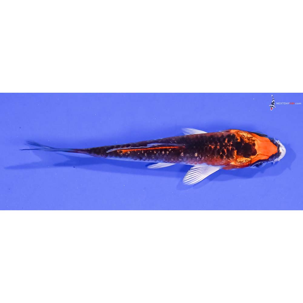 3.5” Imported Kujaku