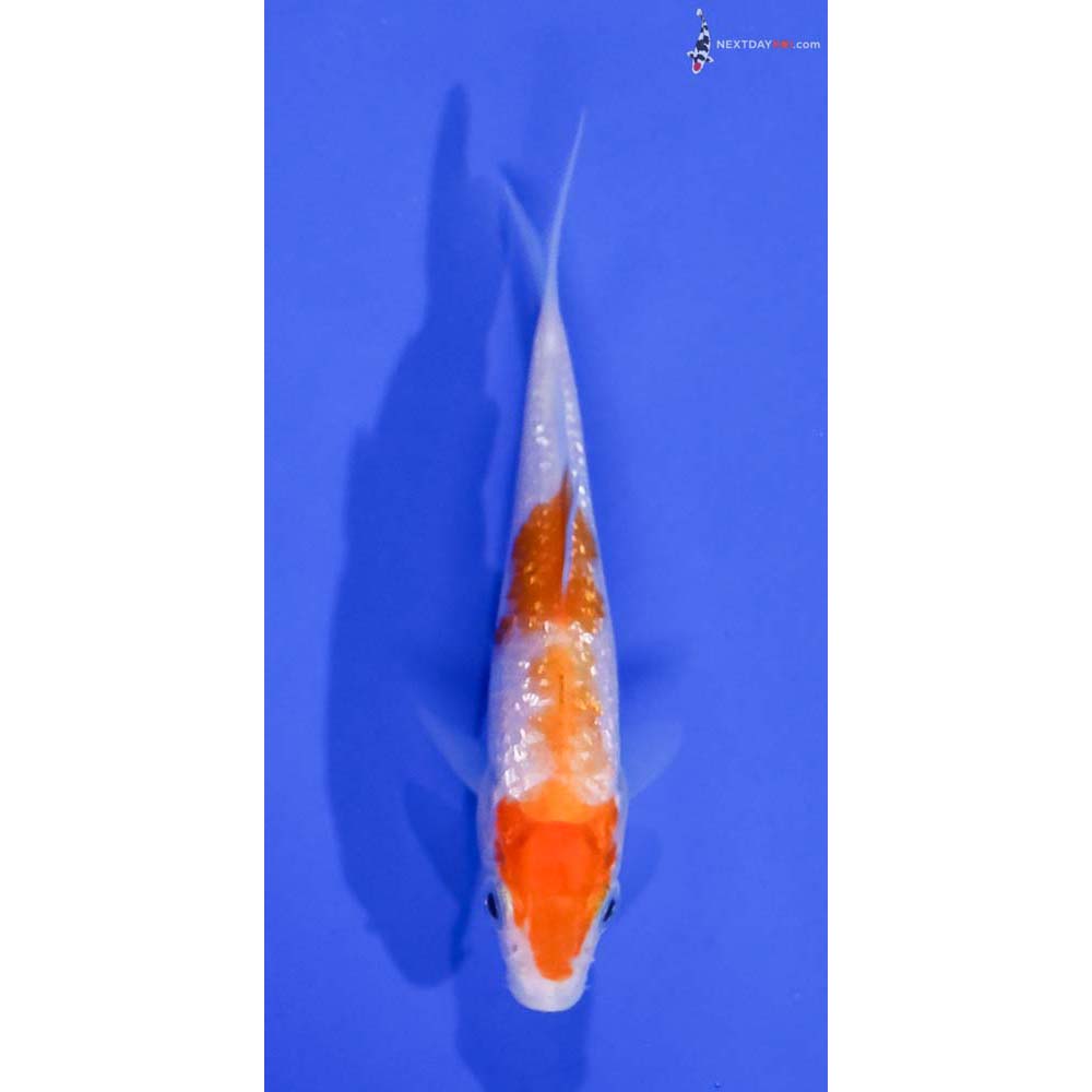 3” Imported Gin Rin Kohaku