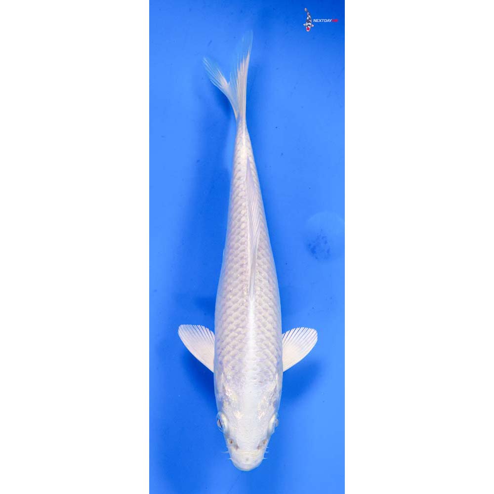 6.5” Imported Platinum Ogon