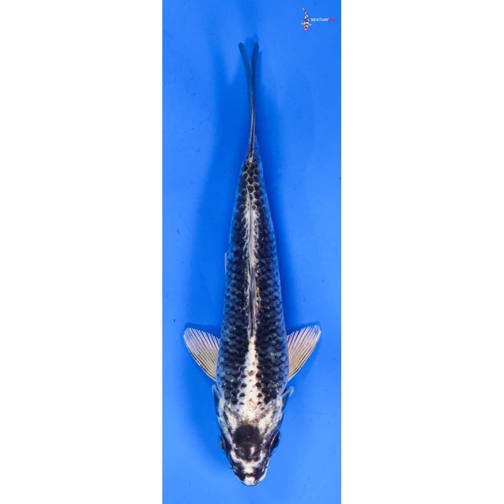 6.5” Imported Gin Matsuba