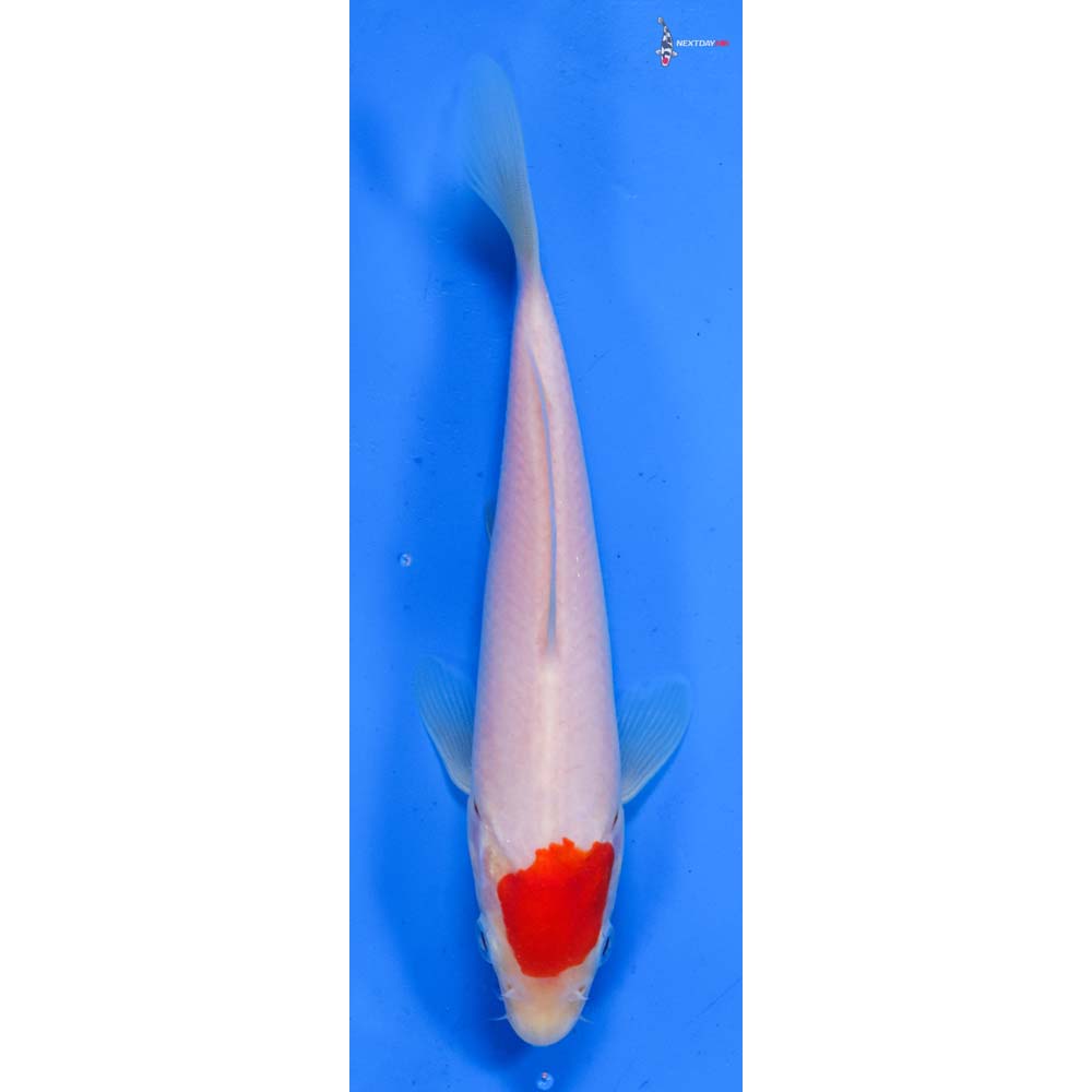 7” Imported Kohaku