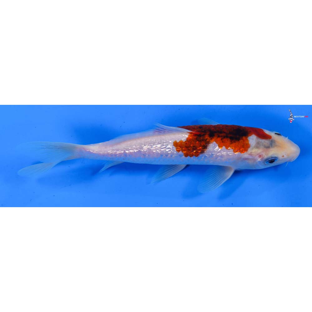 7” Imported Gin Rin Goromo