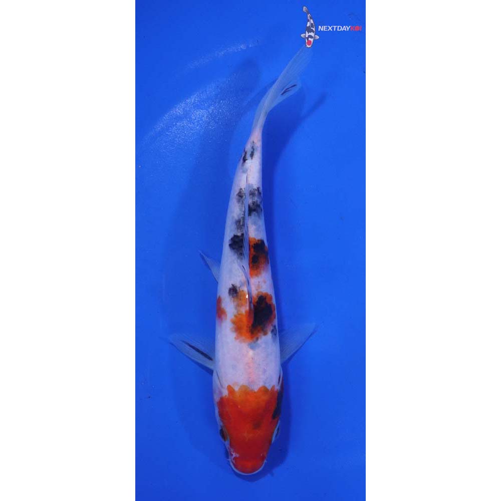 6” Imported Sanke