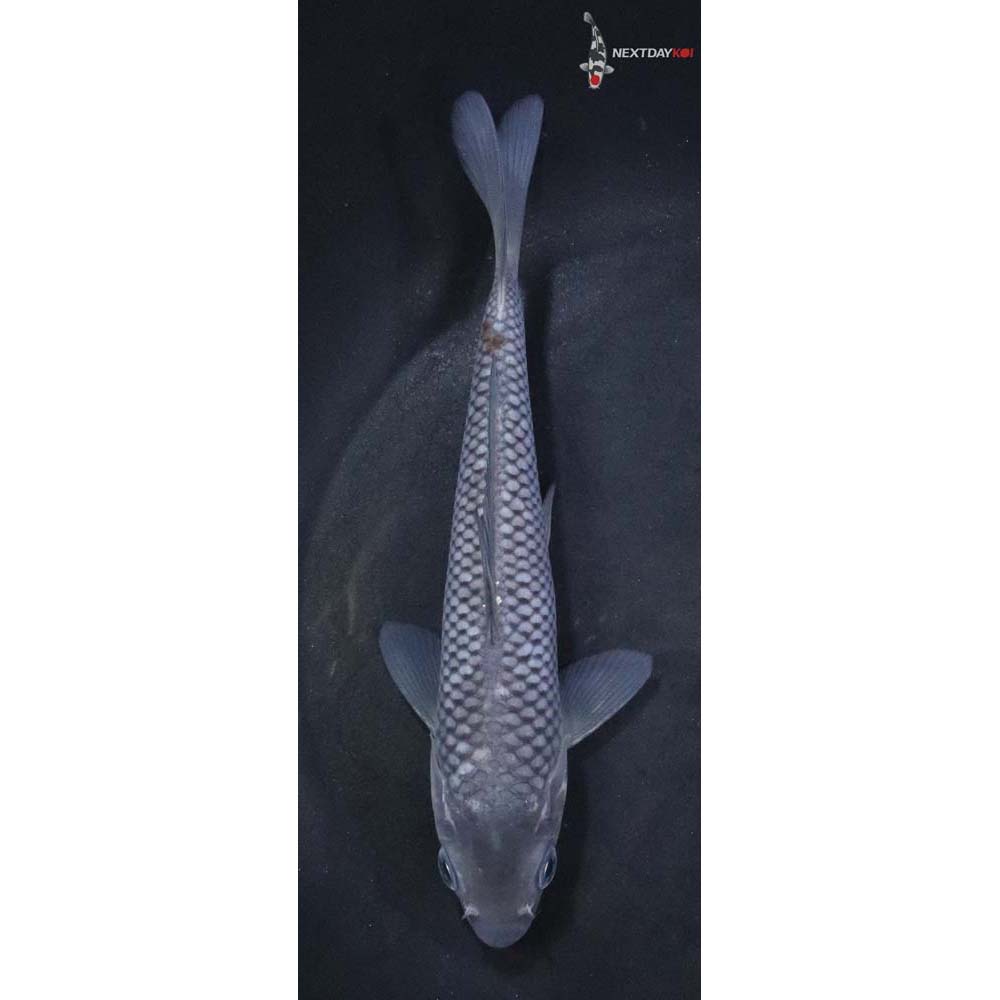 6” Imported Ochiba Shigure