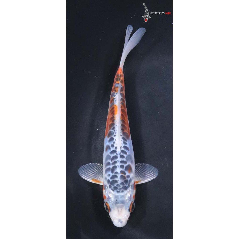 6” Imported Shusui