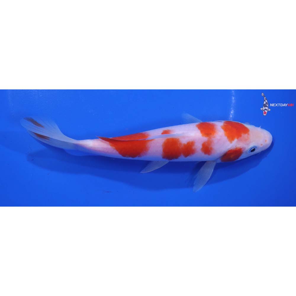 6.5” Imported Kohaku