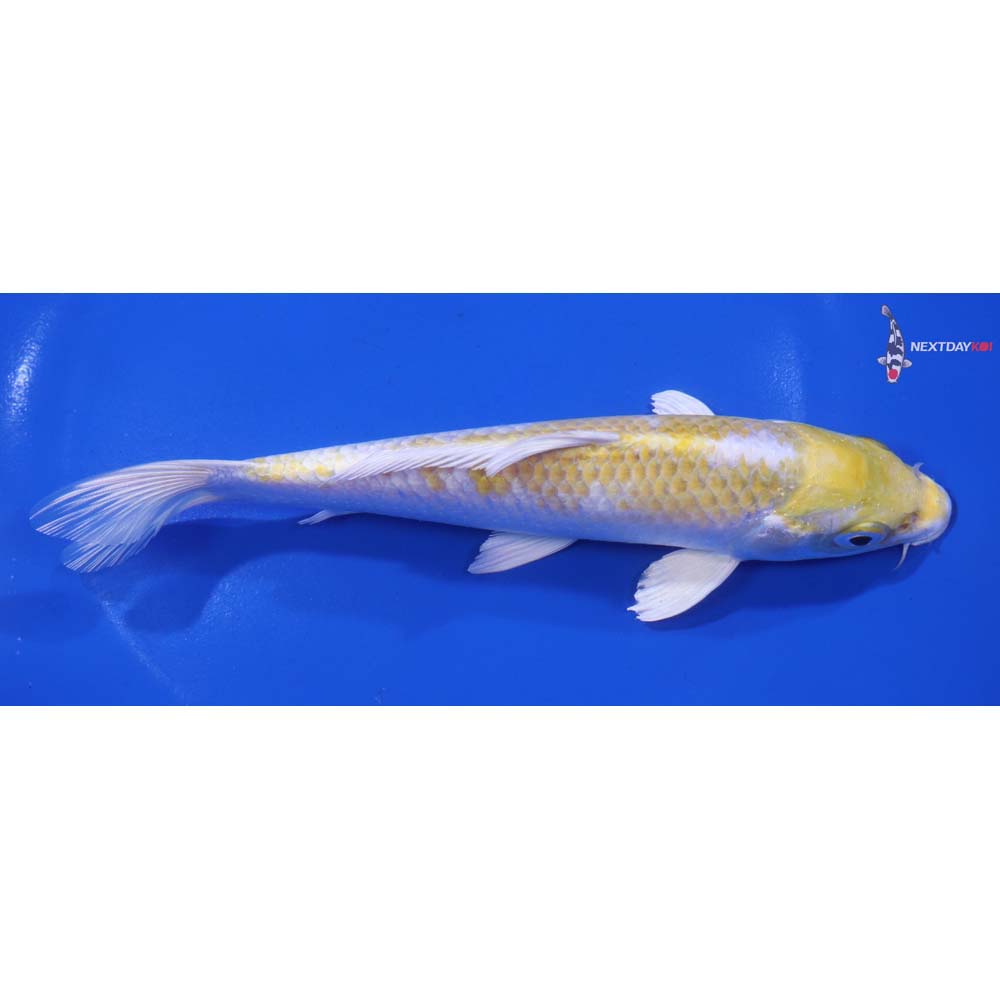 6.5” Imported Lemon Hariwake