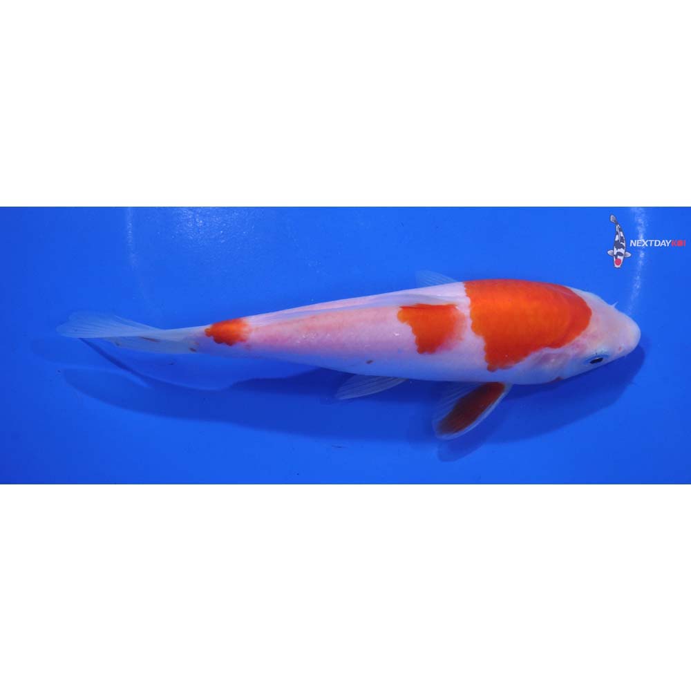 6.5” Imported Kohaku