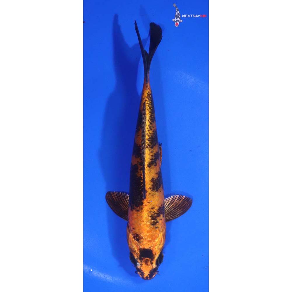 7” Imported Kin Hi Utsuri