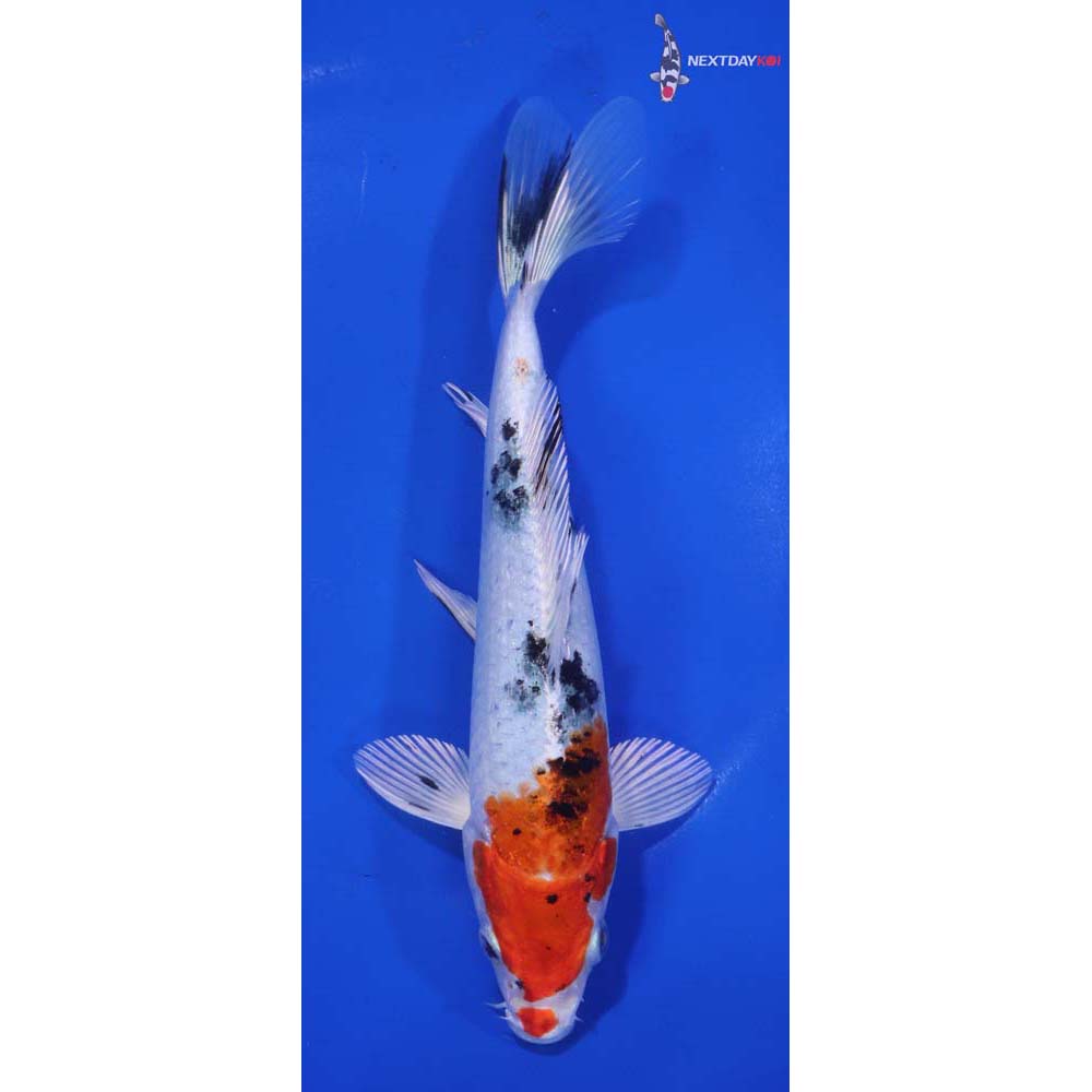 7” Imported Yamato Nishiki