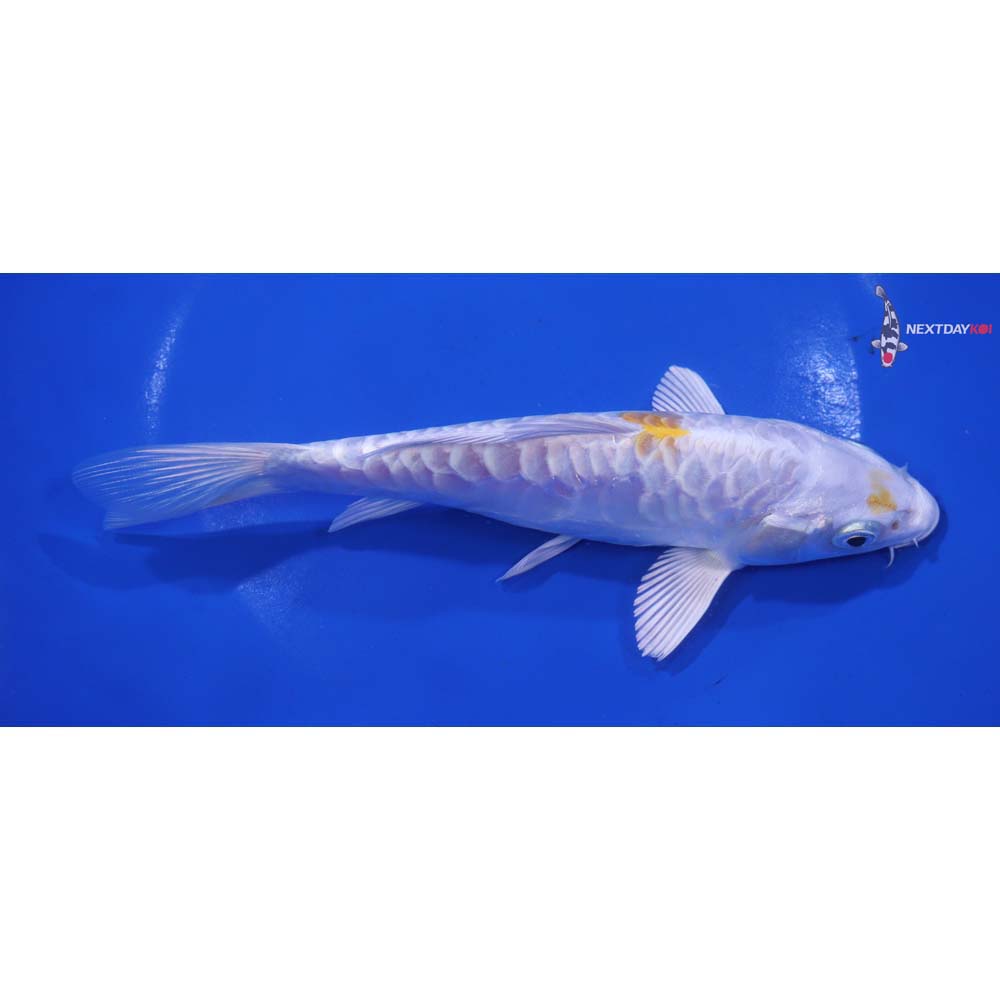 7” Imported Armor Scaled Lemon Hariwake