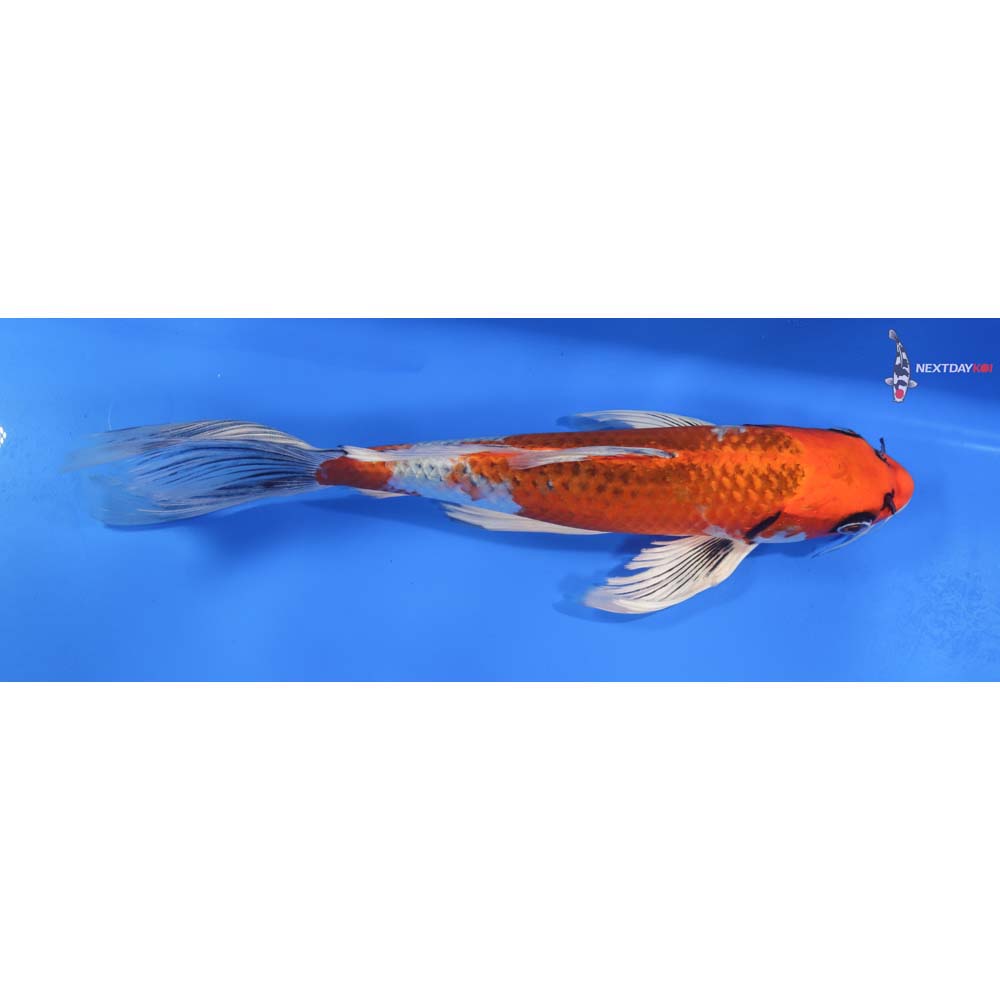 11.5” Imported Kujaku Butterfly Koi