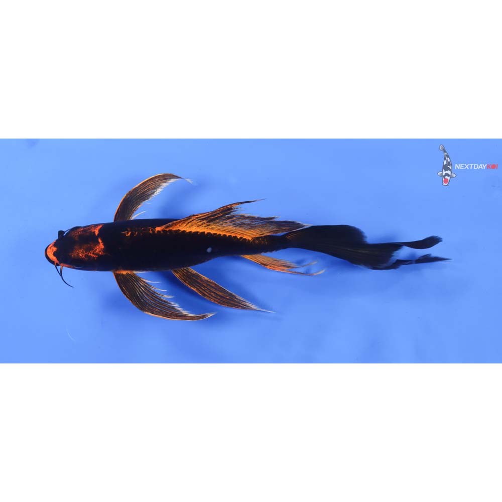 11” Imported Kin Kikokuryu Butterfly Koi