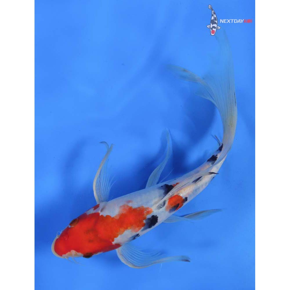 10.5” Imported Sanke Butterfly Koi