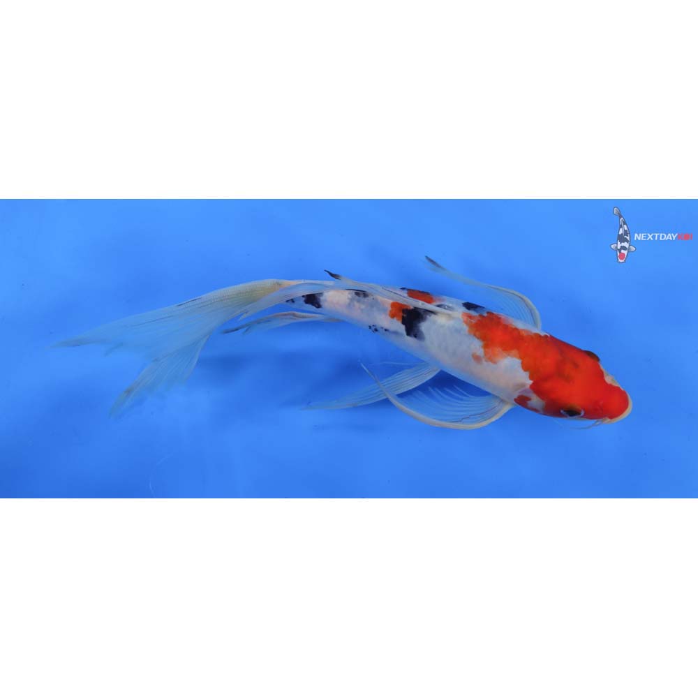 10.5” Imported Sanke Butterfly Koi
