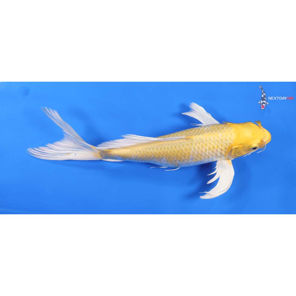 13” Imported Yamabuki Ogon Butterfly Koi