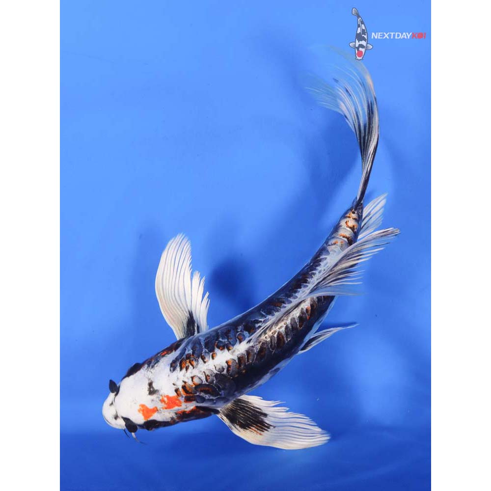 10” Imported Kin Kikokuryu Butterfly Koi