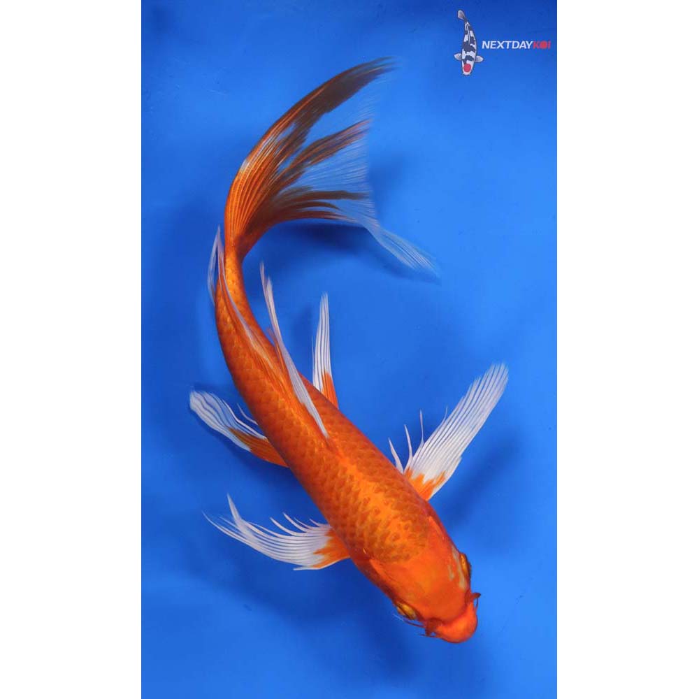 10” Imported Orenji Ogon Butterfly Koi