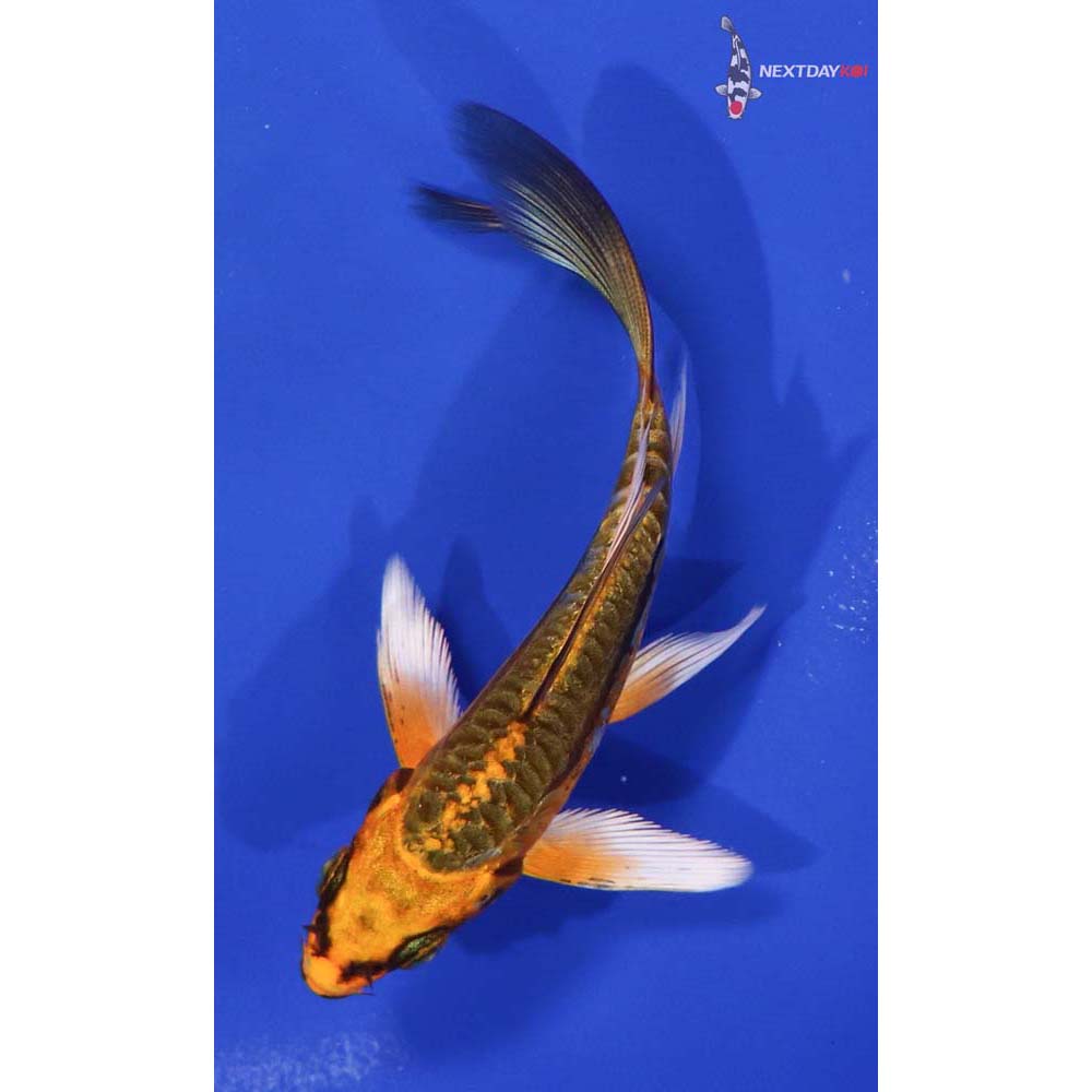 4” Imported Kin Kikokuryu Butterfly Koi