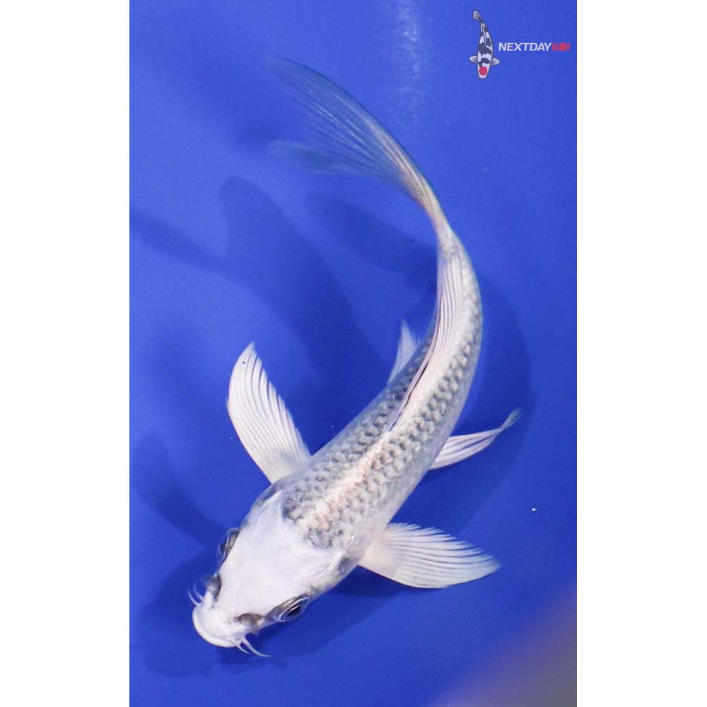 5” Imported Gin Matsuba Butterfly Koi