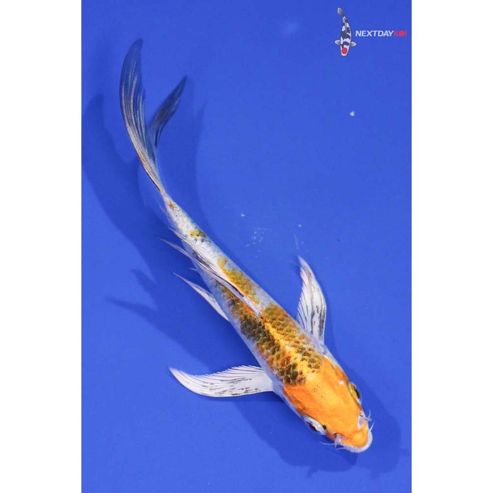 5” Imported Yamato Nishiki Butterfly Koi