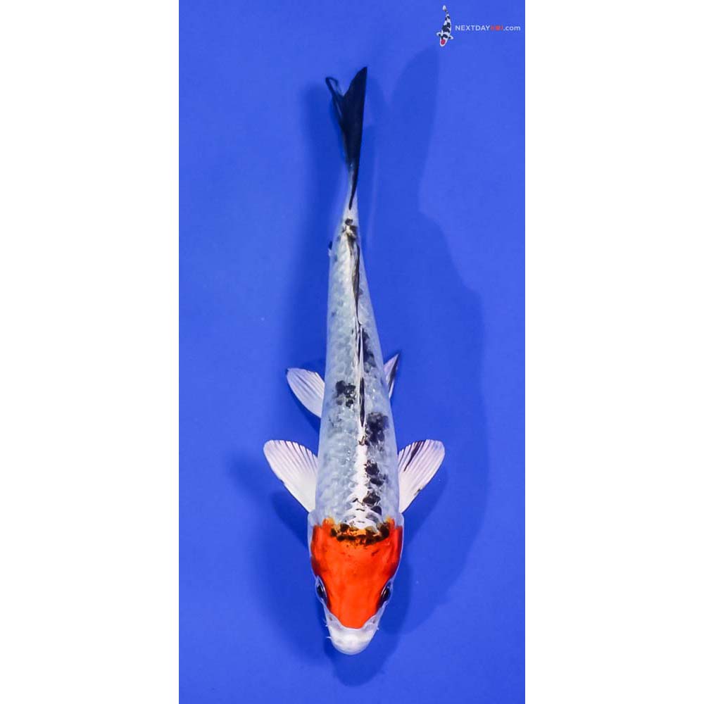5” Imported Yamato Nishiki