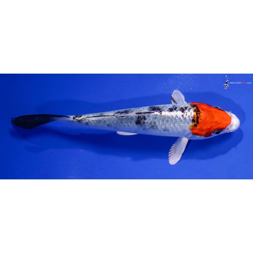5” Imported Yamato Nishiki