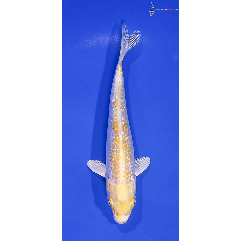5” Imported Gin Rin Lemon Hariwake