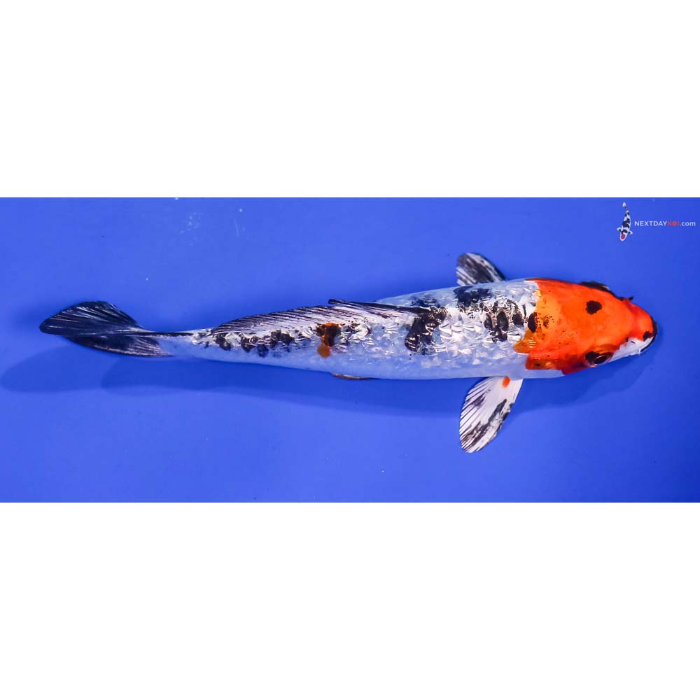 5” Imported Gin Rin Yamato Nishiki