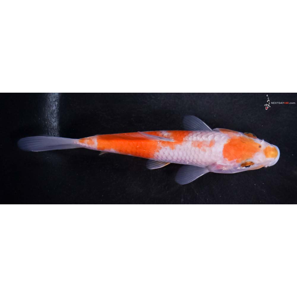 5” Imported Ochiba Shigure