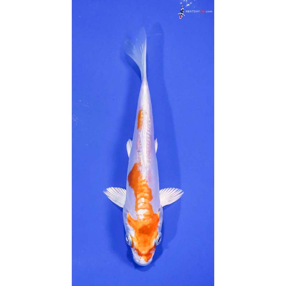 5.5” Imported Kikusui