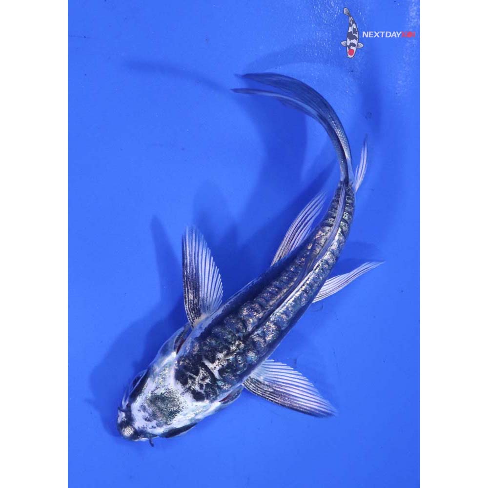 4” Imported Kikokuryu Butterfly Koi
