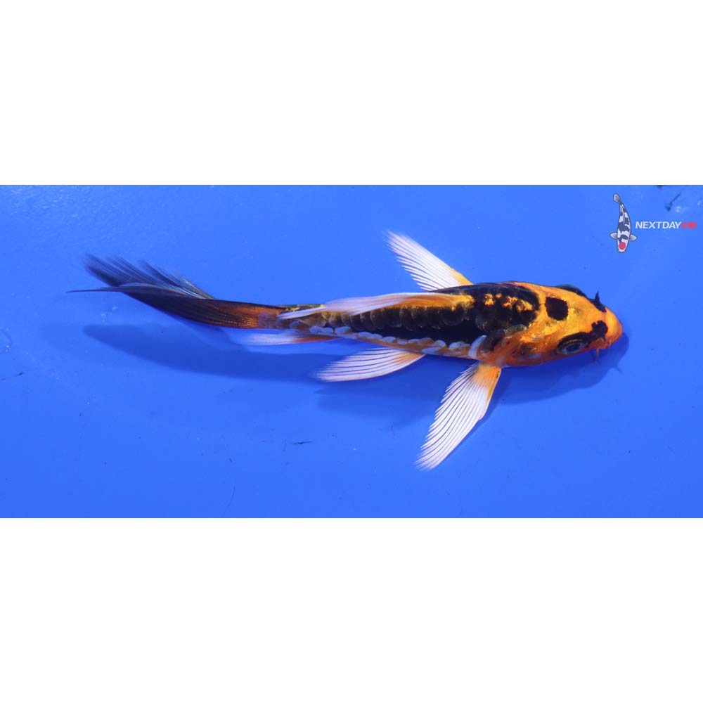 4” Imported Kin Kikokuryu Butterfly Koi