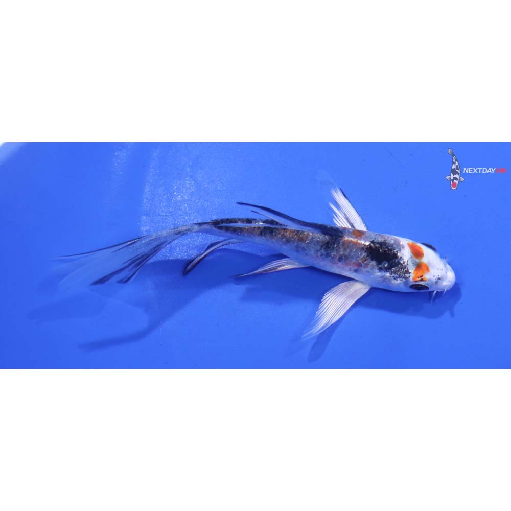 4” Imported Yamato Nishiki Butterfly Koi