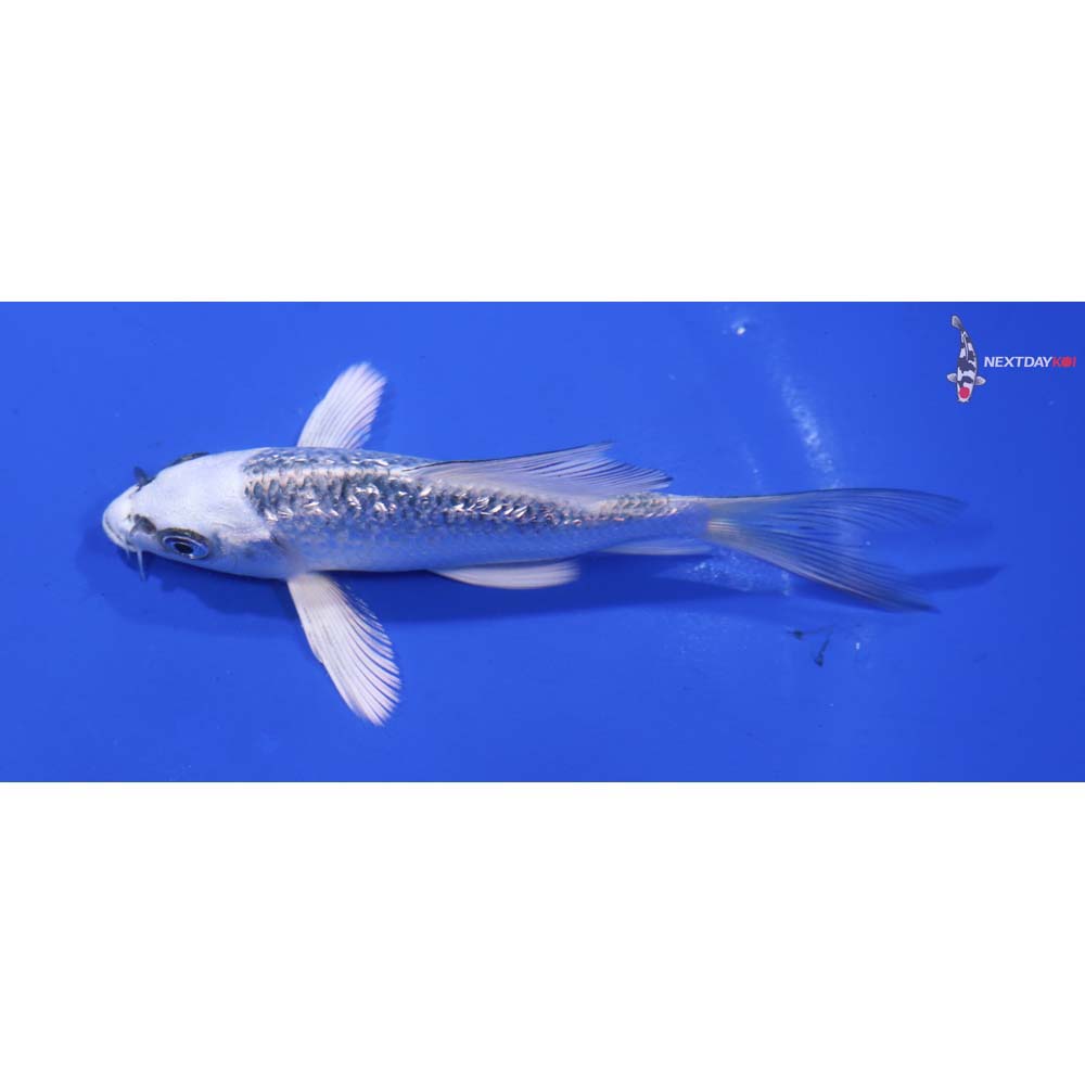 4.5” Imported Gin Rin Gin Matsuba Butterfly Koi